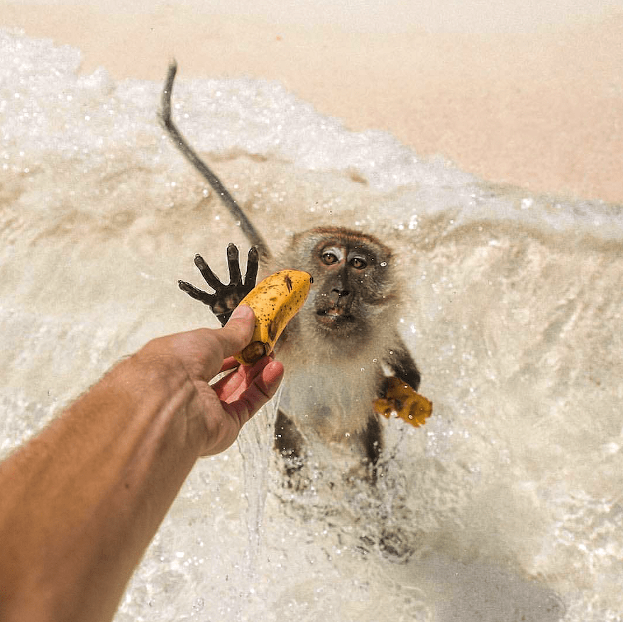 Monkey Beach Banana