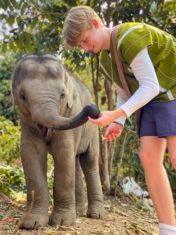 Baby Elephant feeding