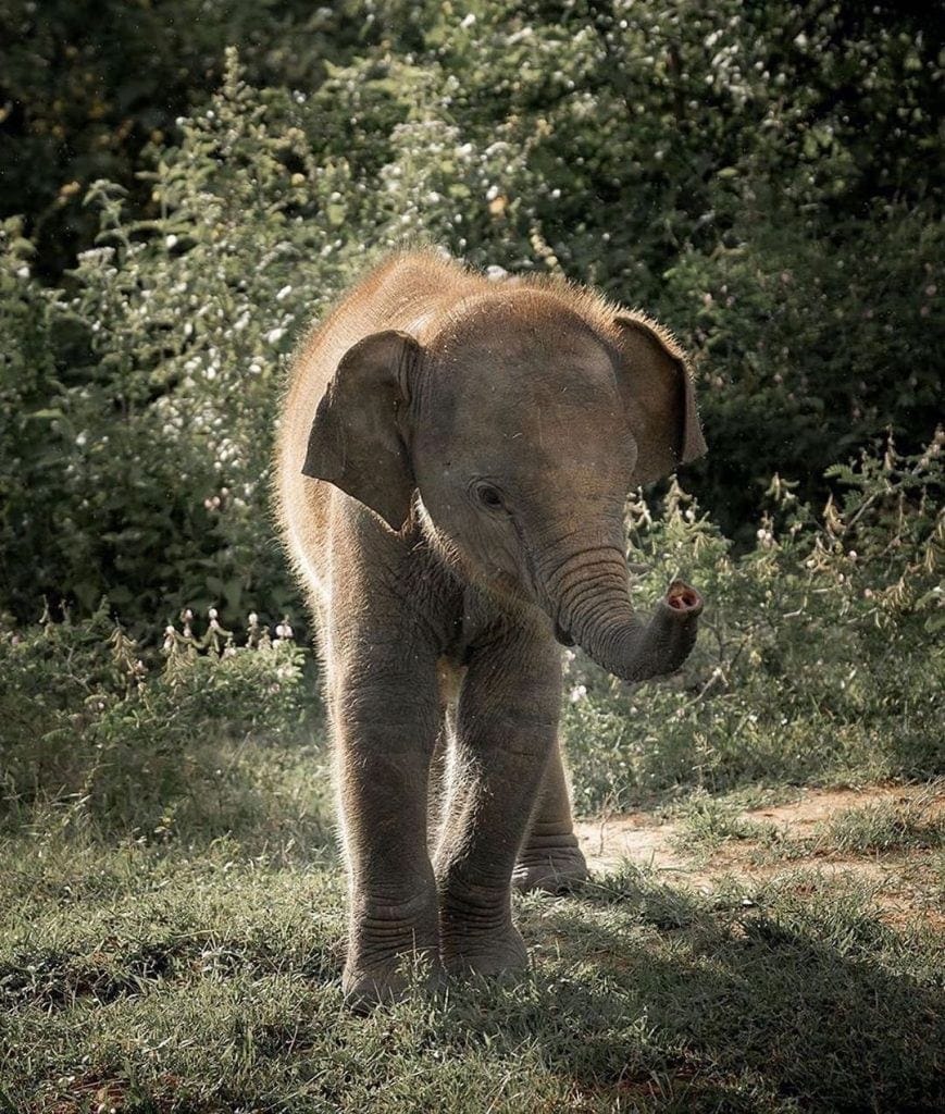 elephants in sri lanka