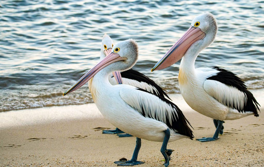 Two Australian pelicans standing on a sandy shore, with one looking directly at the camera and the other preening, set against a rippling water background. You can feed pelicans in The Entrance, which is one of the best day trips from Sydney.