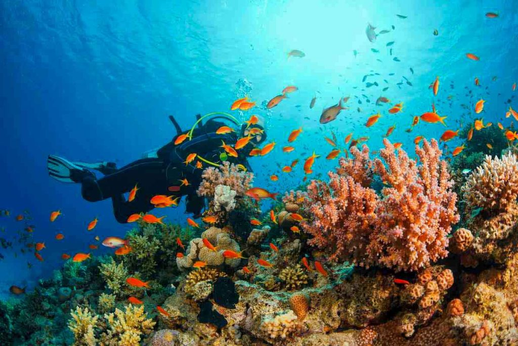 A diver exploring a vibrant coral reef teeming with colorful fish and diverse marine life, illuminated by sunlight filtering through the water. Diving is one of the best things to do in Weligama, no doubt about it.