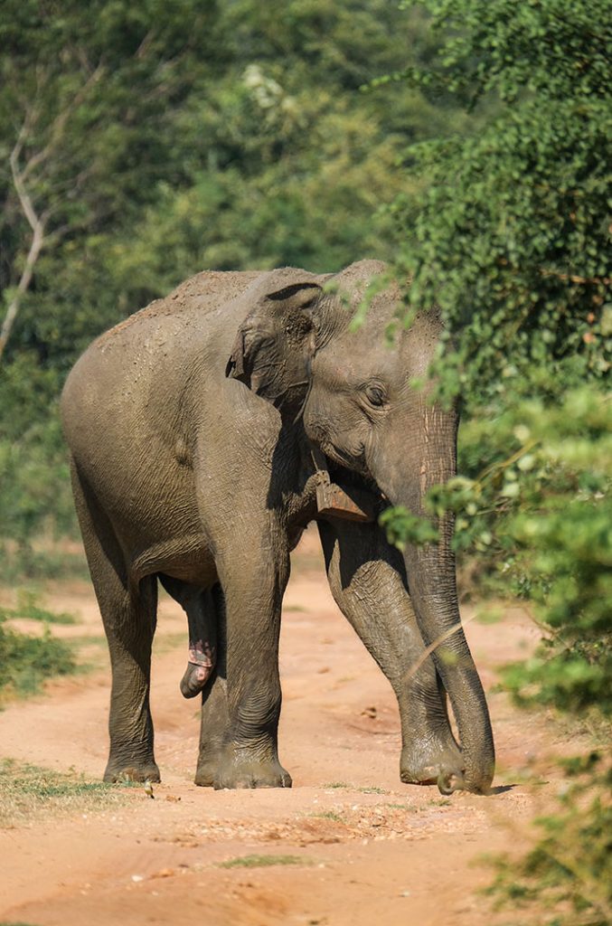 A lone elephant walking down a dusty trail, flanked by greenery, in a serene natural habitat. Taking a safari is one of the best things to do in Ahangama.