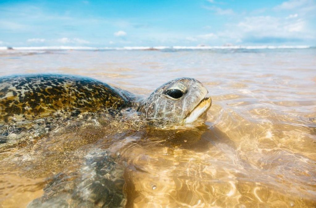 Close-up of a sea turtle's head partially submerged in clear shallow waters with sandy ocean floor visible below.
