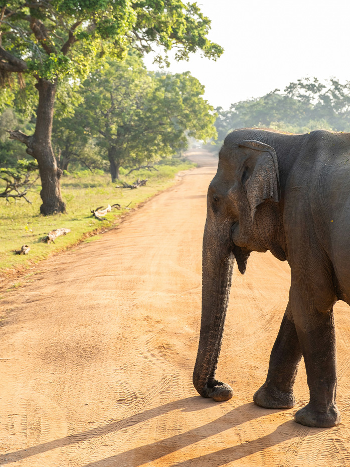 A wild elephant walking along a dusty road in Sri Lanka’s Yala National Park.

