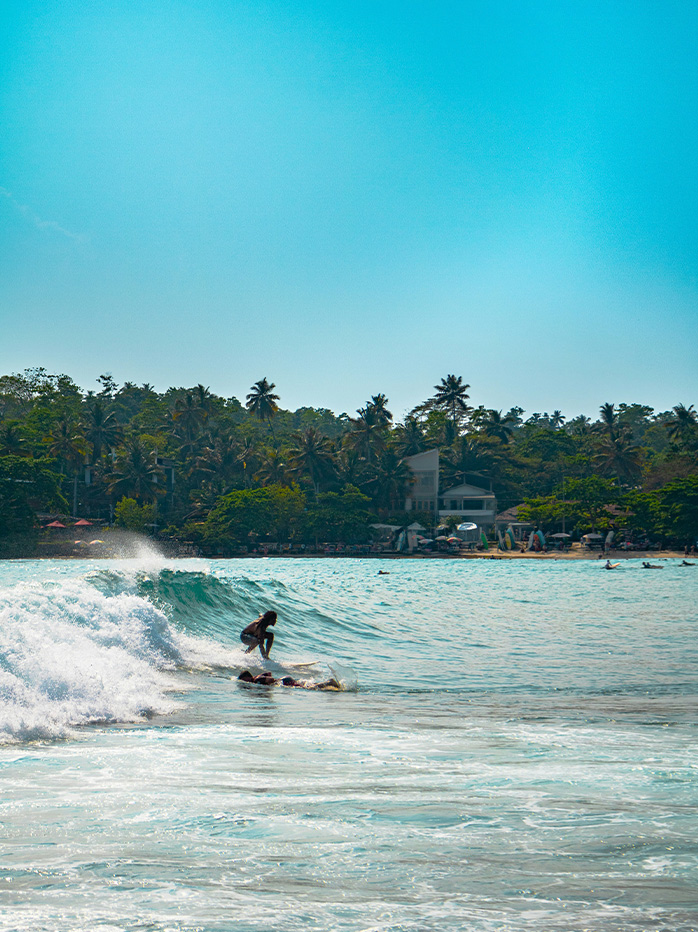 A surfer catching a wave near the palm-fringed shores of Sri Lanka.

