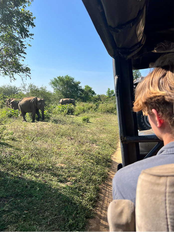 Tourists on a safari jeep watching elephants graze in a Sri Lankan national park.

