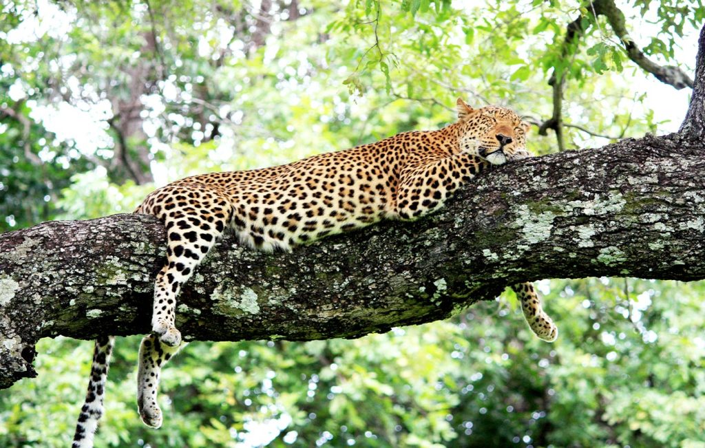 A leopard resting on a tree branch in Yala National Park, Sri Lanka.