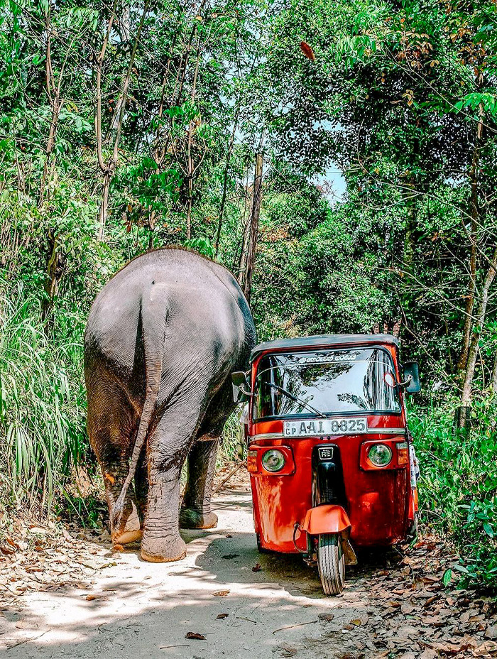 An elephant and a red tuk-tuk share a narrow jungle track.