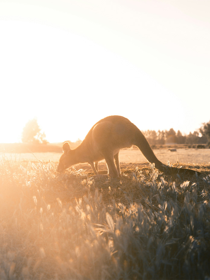 A kangaroo grazes in soft golden light at sunrise.