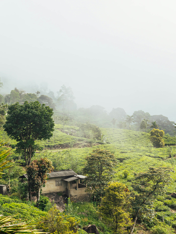 A small house sits among misty green hills covered in tea plants.
