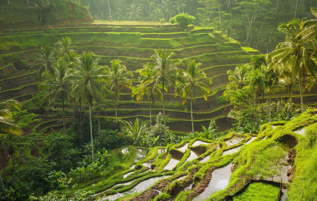 The lush green Tegalalang Rice Terraces in Ubud, Bali, with palm trees and layered fields.