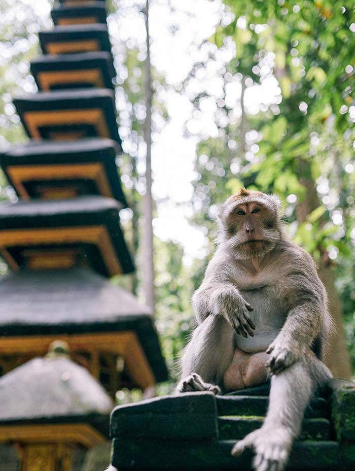 A monkey sits calmly in front of a temple structure in the forest.