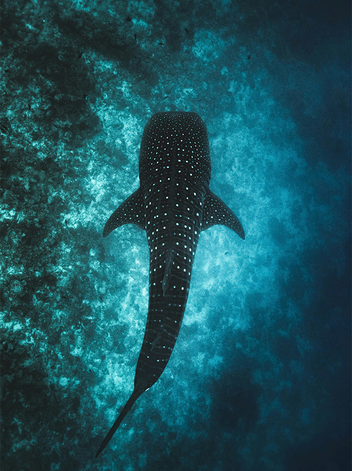 A majestic whale shark gliding peacefully through deep blue waters.