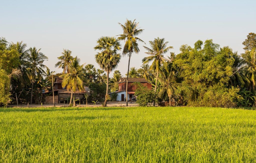 A rural Cambodian home sits among tall palm trees and vibrant green rice fields.